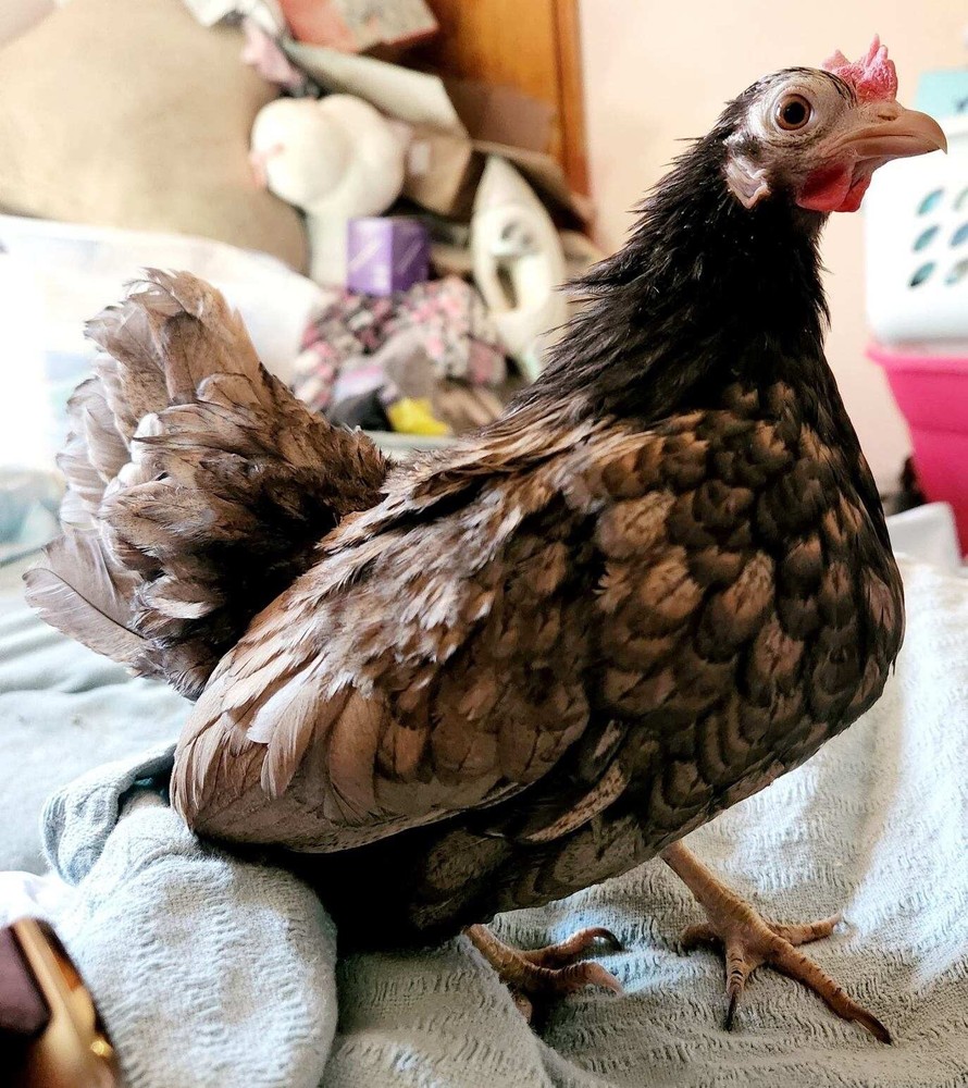 4+2 Extra🐣 💯 PURE Serama Hatching Eggs ❣ **assortment (Hen's Choice)***￼
