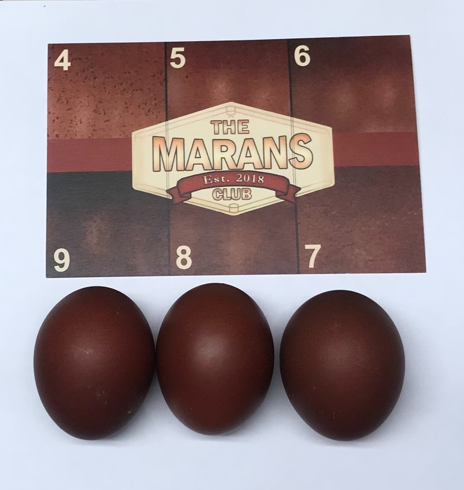 10++ Black Tail Red Marans Hatching Eggs - Cedar Hill Marans