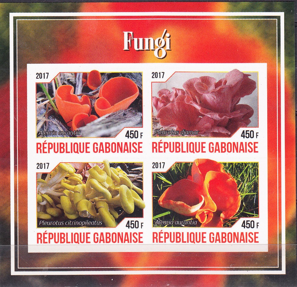 W GABON Y2017 (5) MUSHROOMS