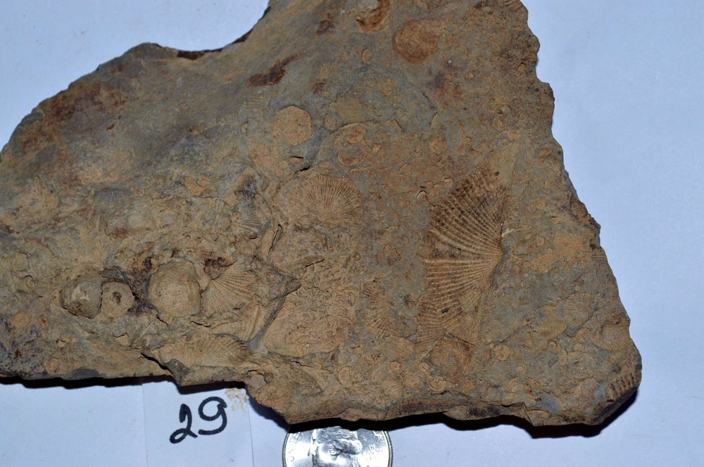 FOSSIL WITH BRACHIOPODS PRINTS ( 29 , 22F)