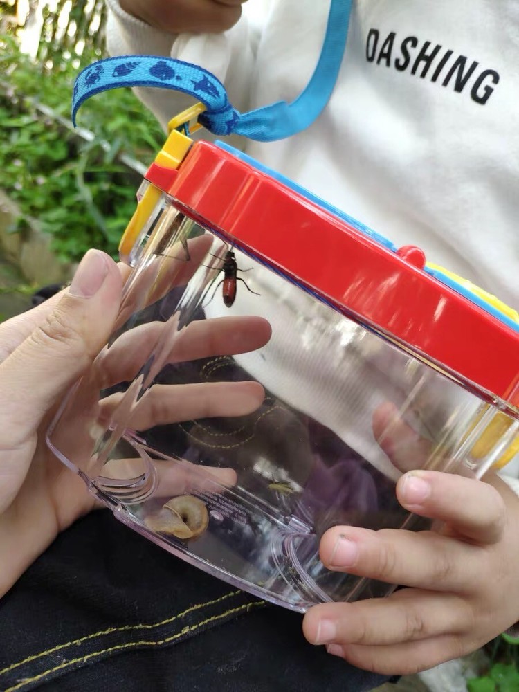 Insect Observation Viewer Transparent Bug Collection Case Children Exploration