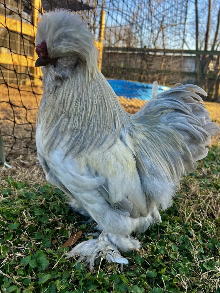 12 RARE Hens Choice Hatching Eggs NPIP