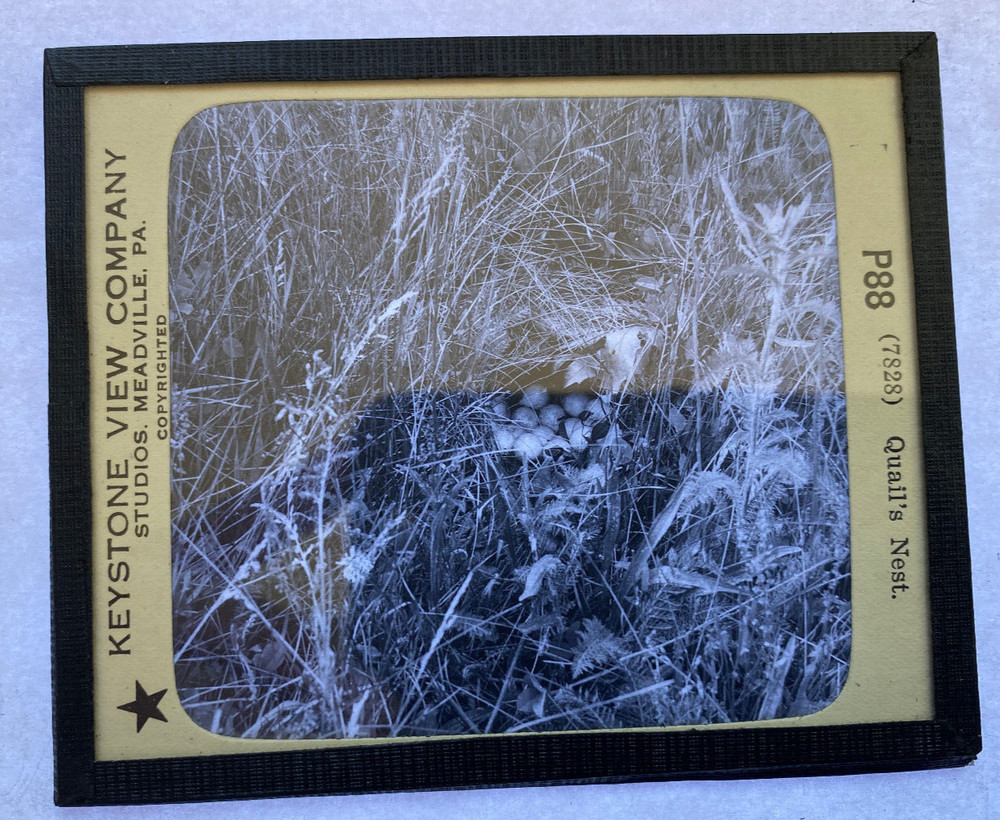 KEYSTONE MAGIC LANTERN SLIDE 88 QUAIL'S NEST 1920s