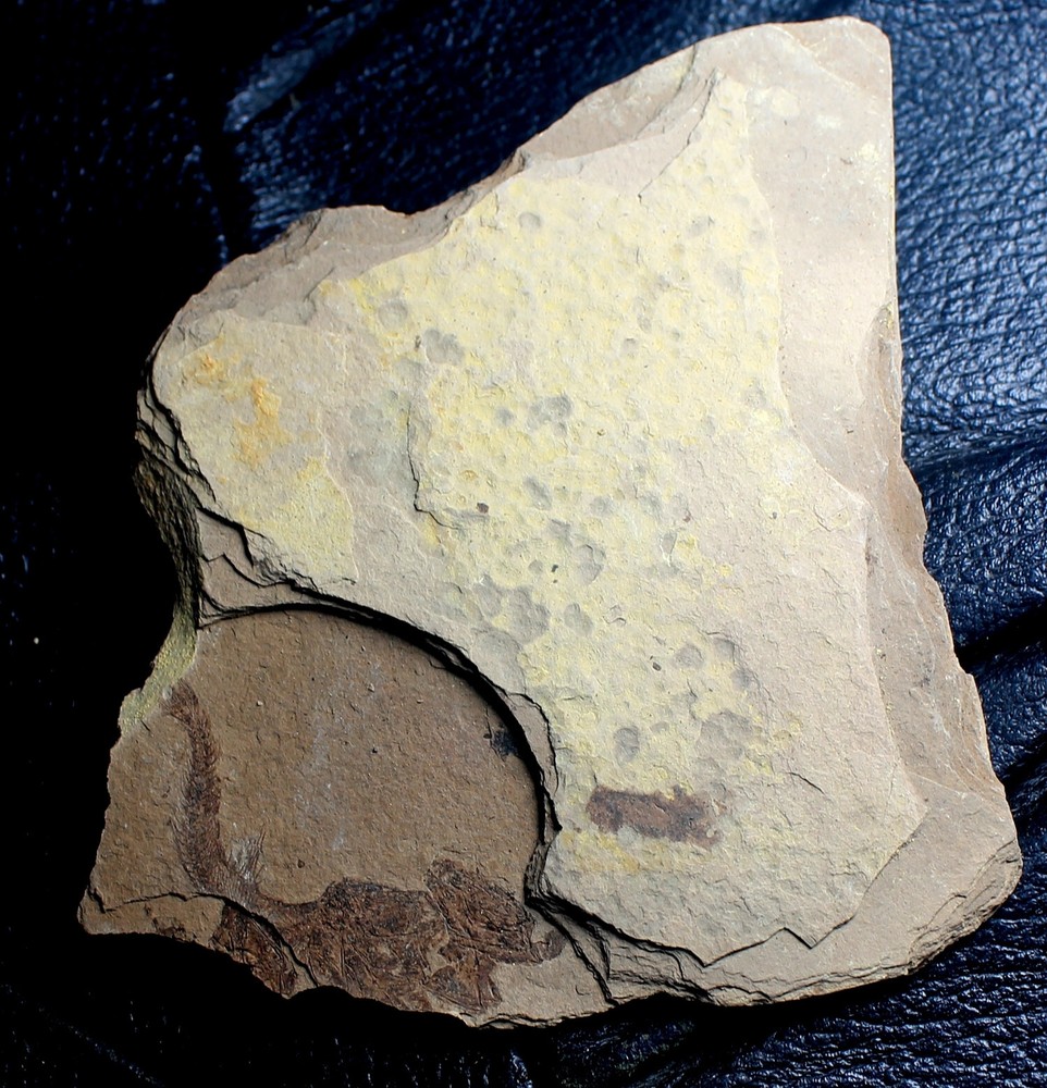 Oligocene fossil fish