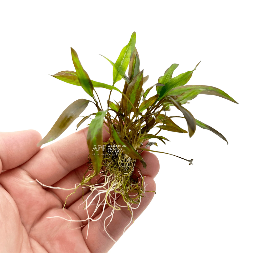 Cryptocoryne Affinis Red | Aquarium Plants Factory®