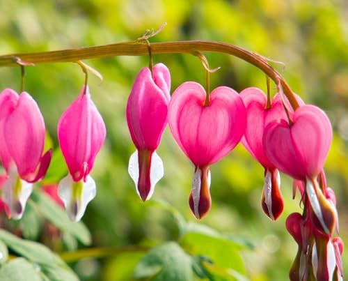 20 pcs Rare Mix Color Red Pink Purple White Bleeding Heart Seeds Shade Flower