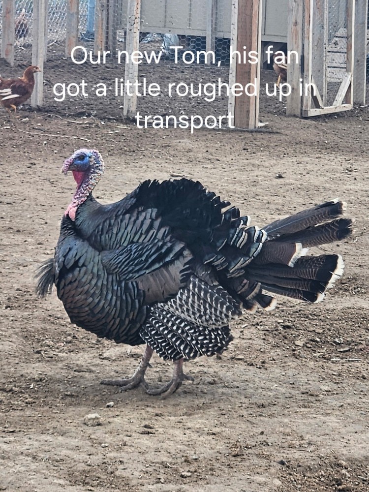 Now shipping: 6 Eastern Turkey eggs for hatching