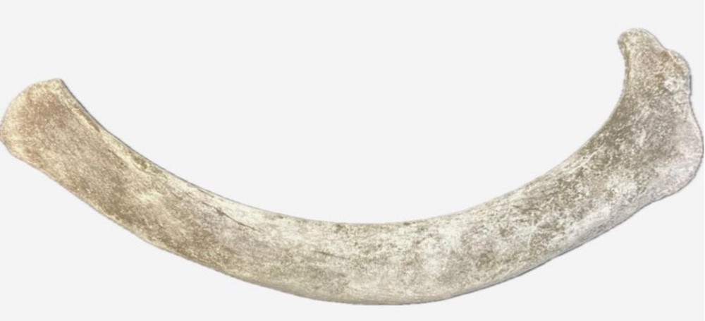 Very Large 44 Inch Fossilized Whale Bone