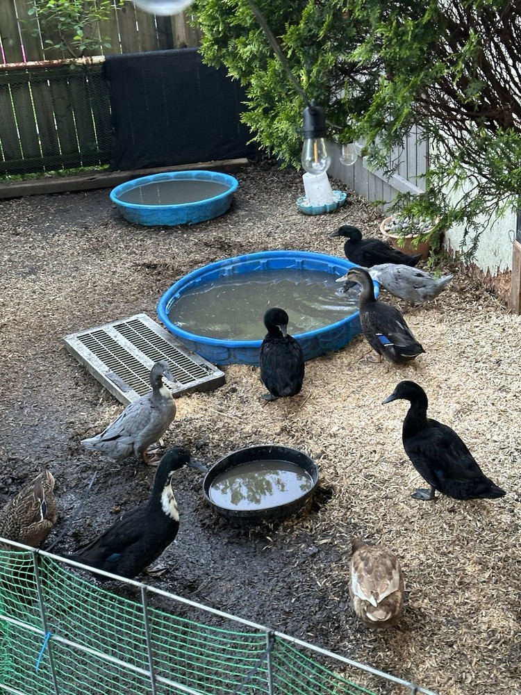 4 DUCK EGGS- WILL SHIP THE SAME DAY THEY ARE LAID