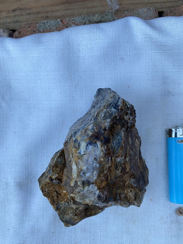 Fossilized And Opalized Fossils