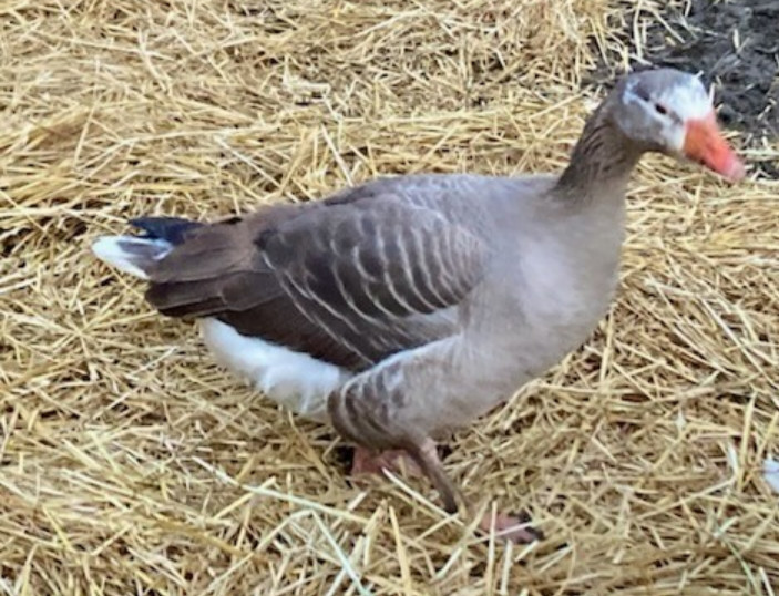 6 Pilgrim Goose Hatching Eggs Purebred Geese Calm
