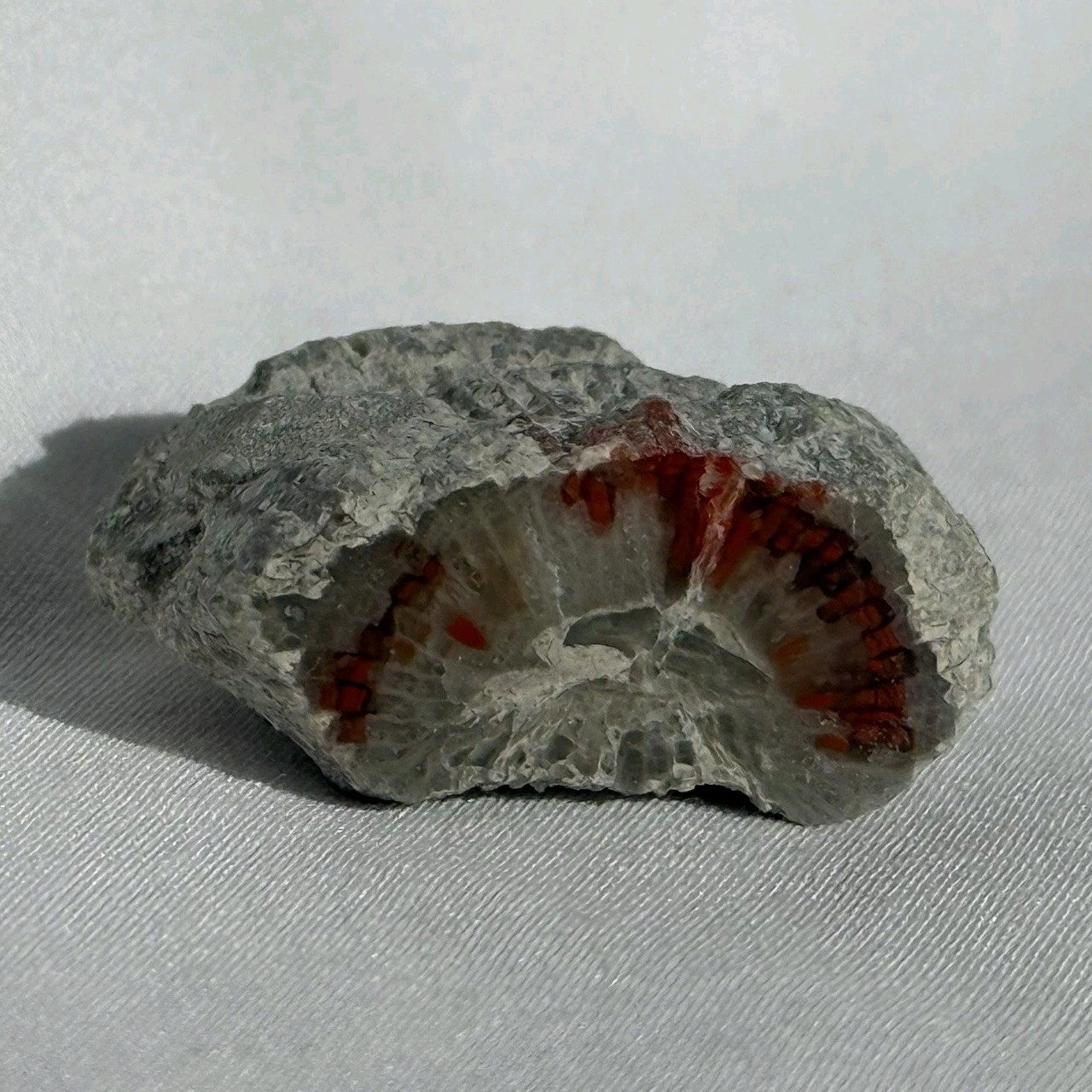 ~28 grs Polished Red Horn Coral Riley's Canyon, Utah Fossil Rugosa / display cab