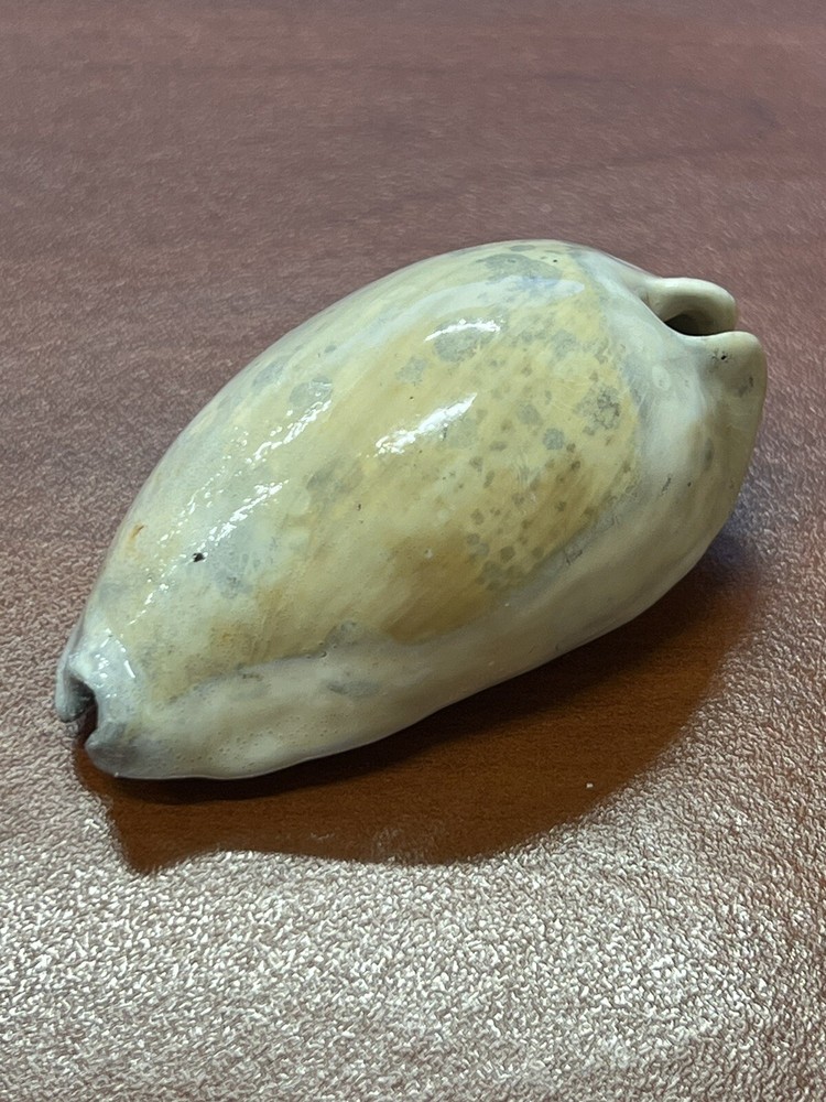 EXTINCT Fossilized COWRIE Shell From Central Florida, Pliocene Era.