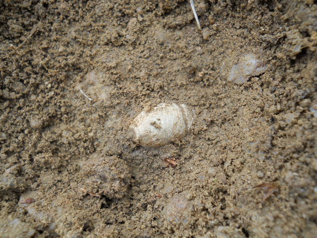 Old Rare Vintage Antique Civil War Relic Washington Aresnal Star Base Miniball