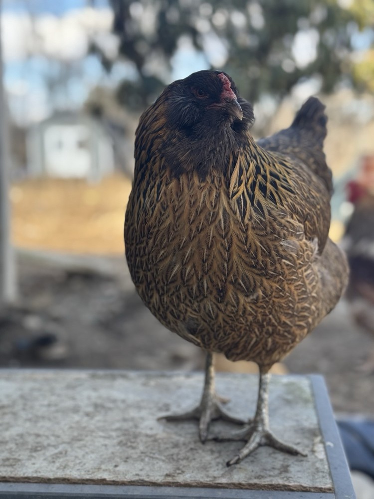 6+ Organically Raised Fertile Easter Egger Chicken Hatching Eggs