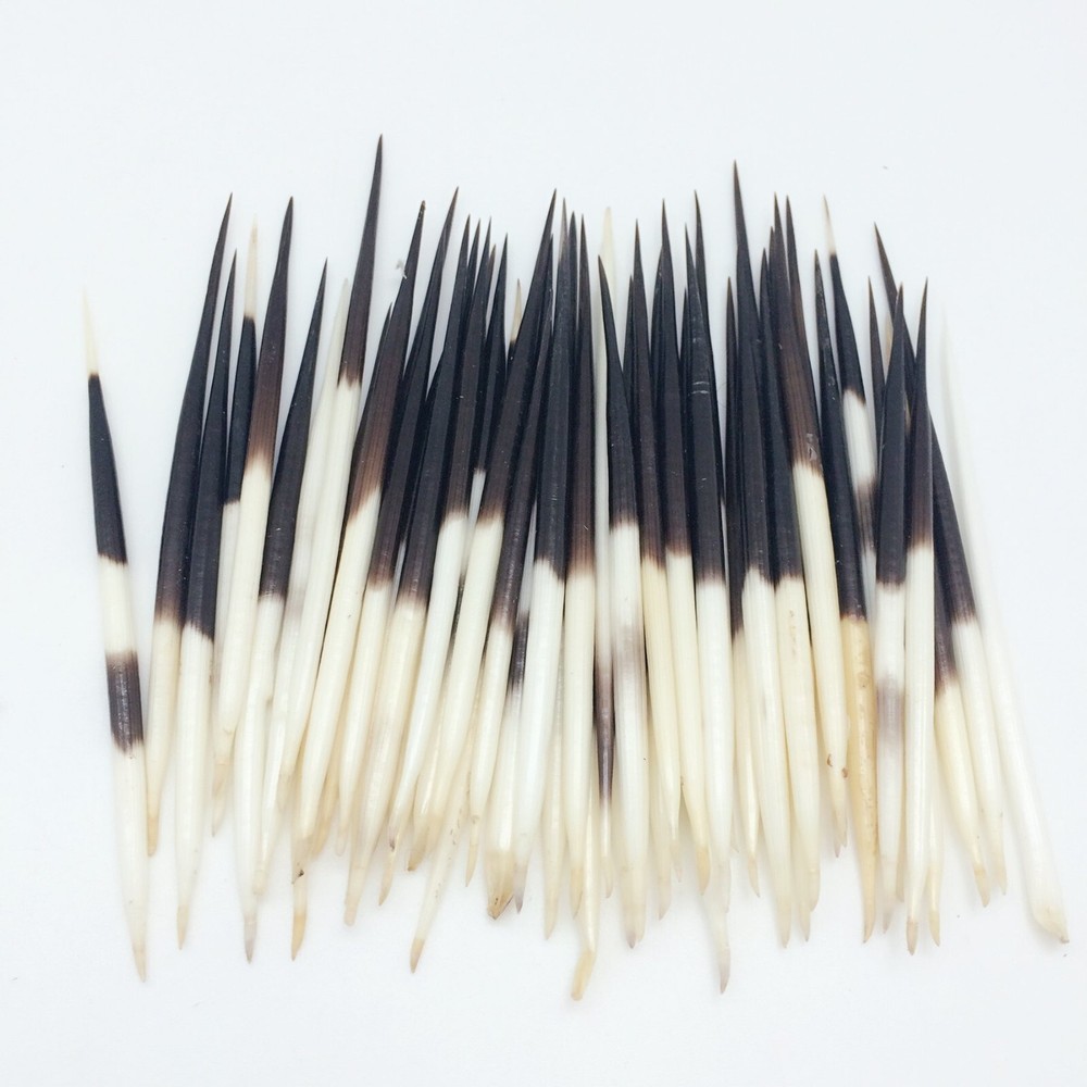 10PC Porcupine Quills (2~ 4 Inch)