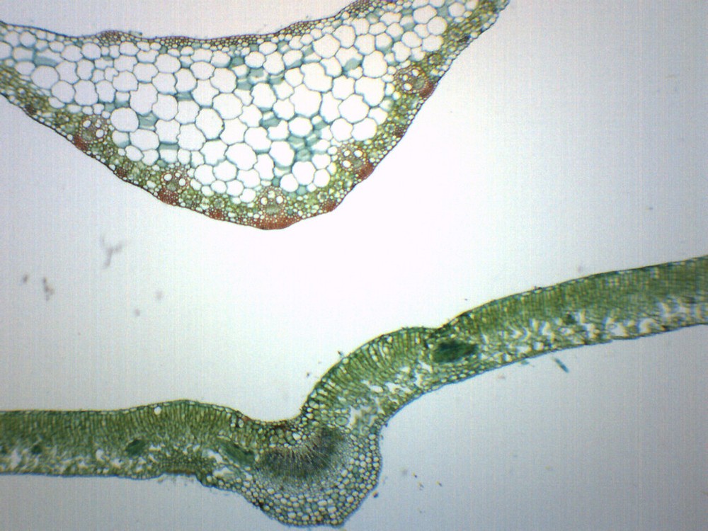 Leaves Composite - CS - Prepared Slide - 75x25mm - Eisco Labs