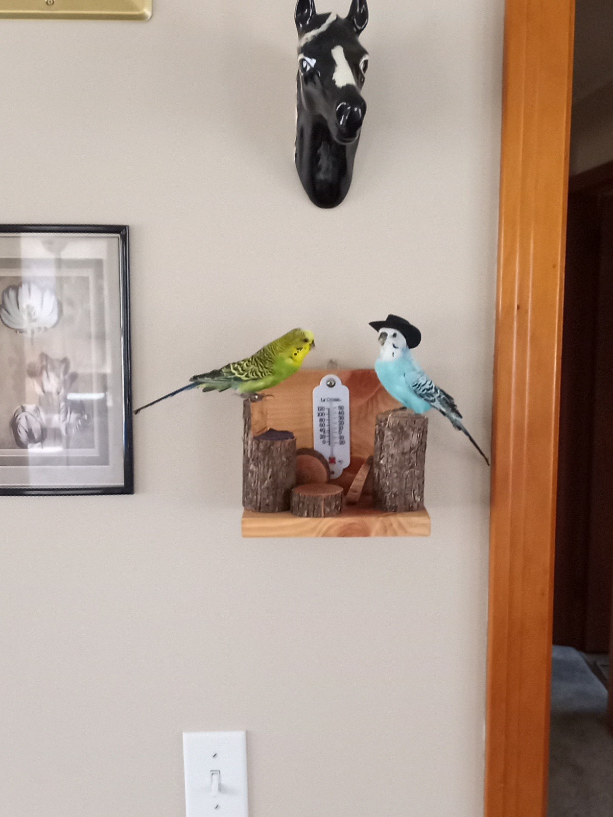 DUAL PARAKEET TAXIDERMY WALL OR TABLE DECORATION Bulgarian Parakeets
