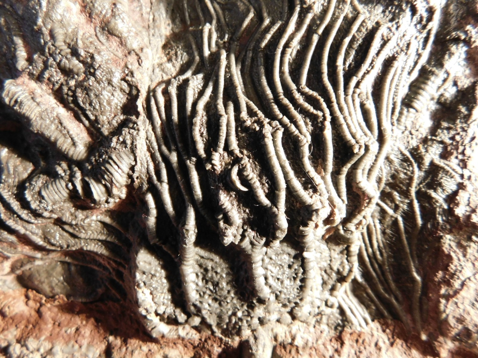 Nice! 430 Million Year Old! CRINOID Fossil or Sea LILY Fossil Morocco 838gr