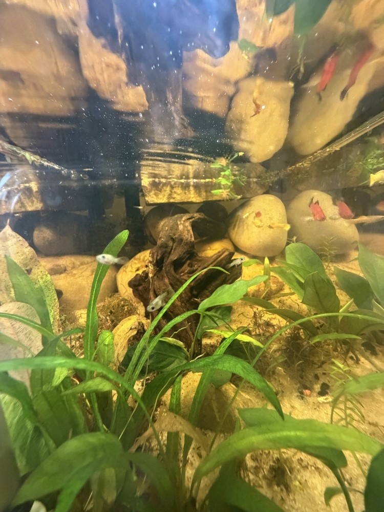 Mutt guppies fish. Lot