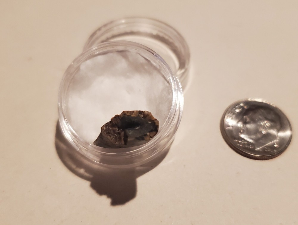 Tyrannosaur Tooth