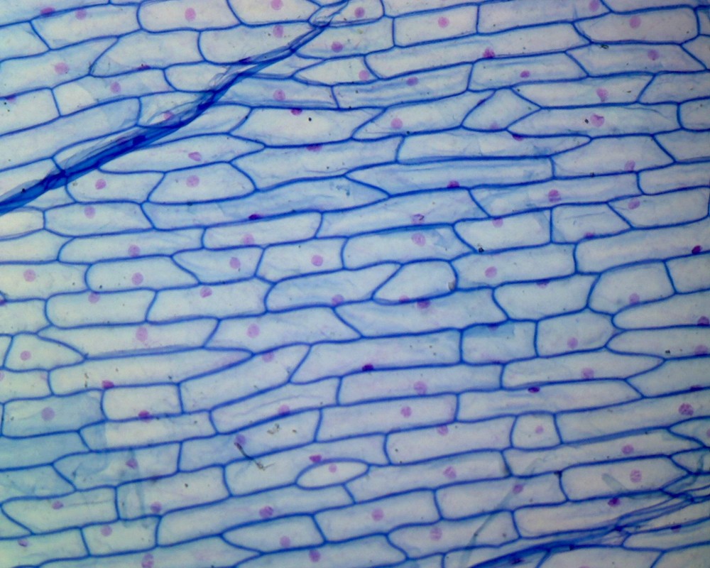 Onion Bulb Epidermis; Whole-mount