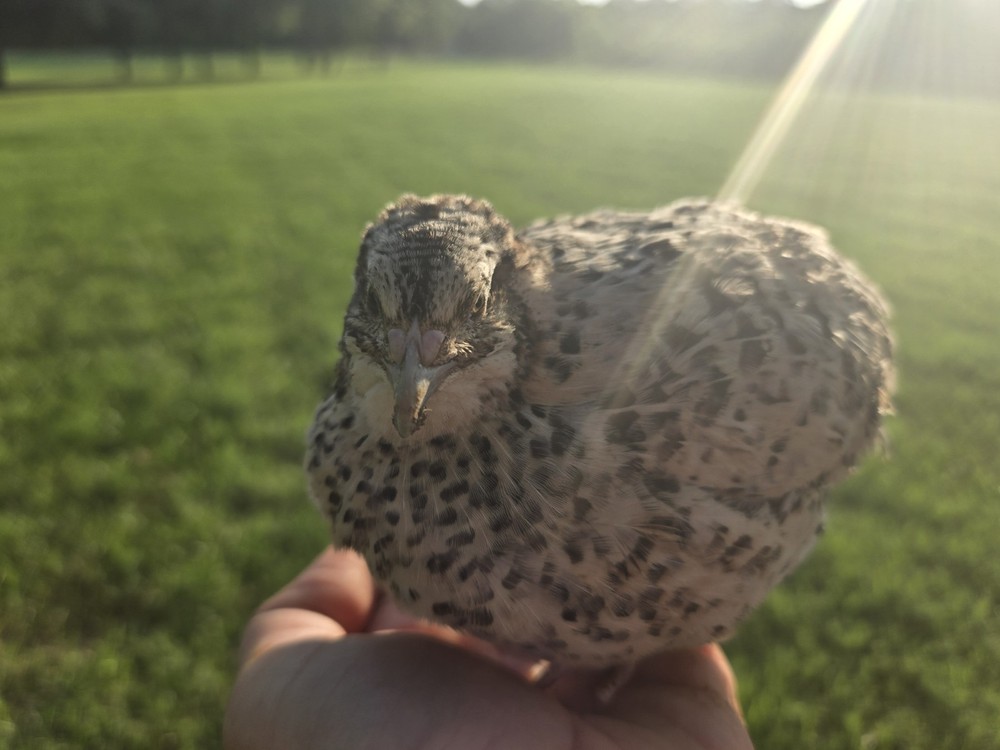 7 Celadon Blue/7 AssortedCoturnix Quail Hatching Eggs