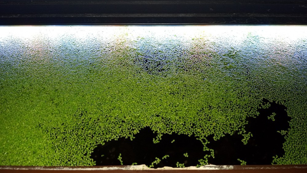 Duckweed - SNAIL FREE