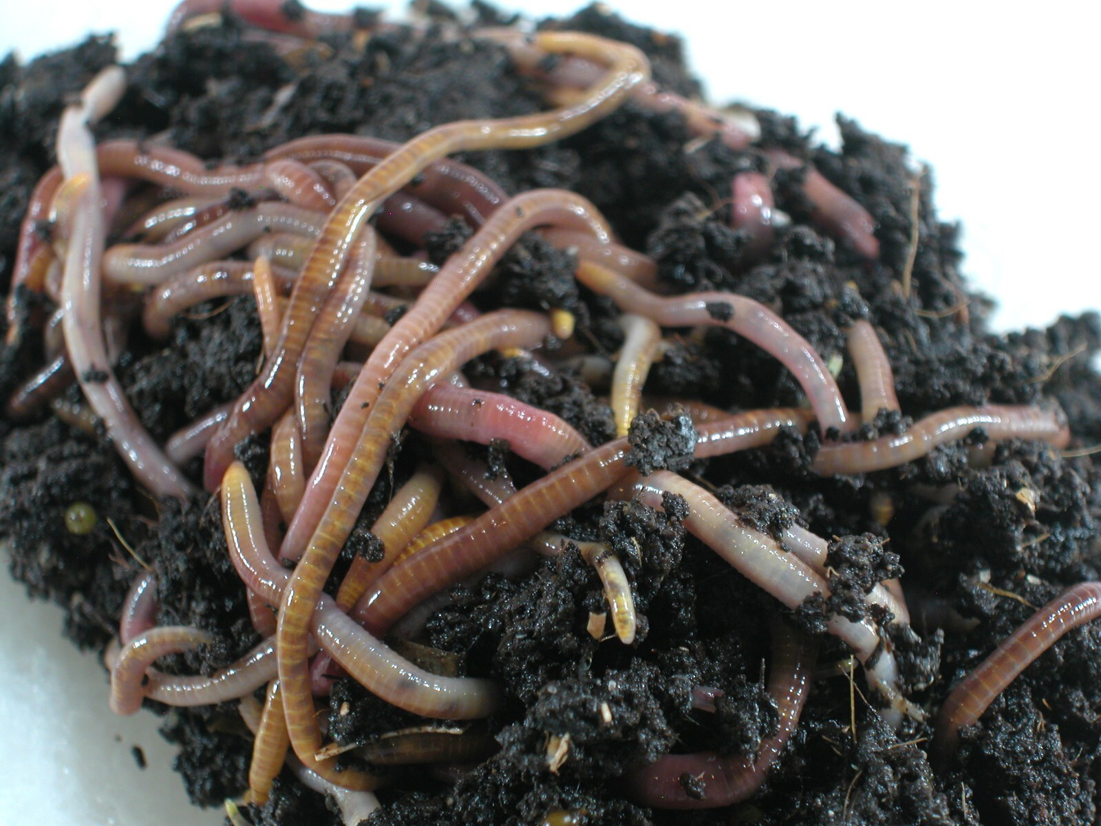 100+ Red Wiggler Worms—Live-Healthy-Organic—Eisenia fetida—FREE SHIPPING