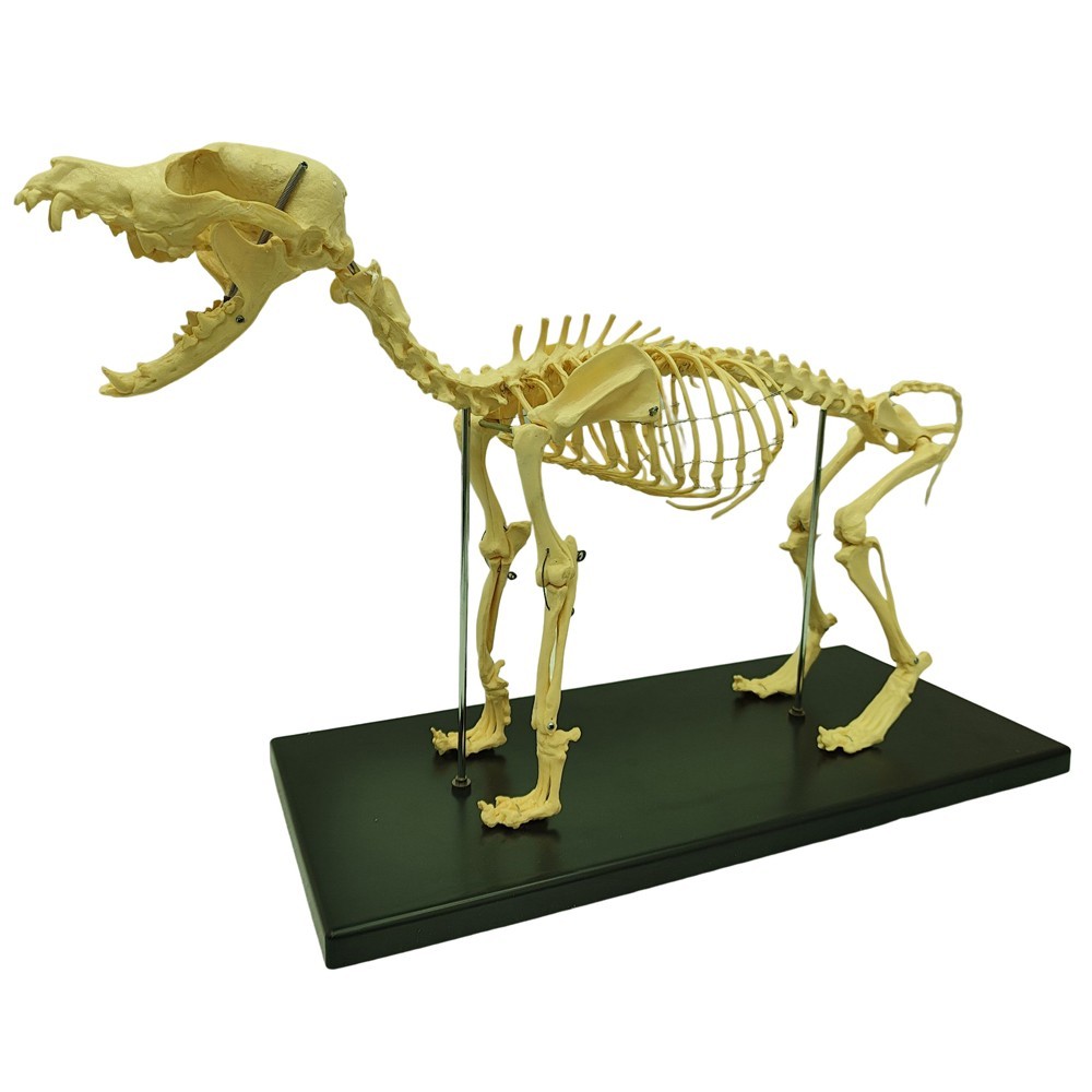 Canine Skeleton Model Standard Size PVC Material Teaching Display Dog Skeleton