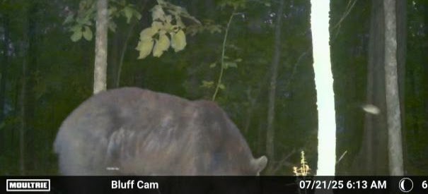 Ultimate Bear, Deer, and Wild hog Call Lure!