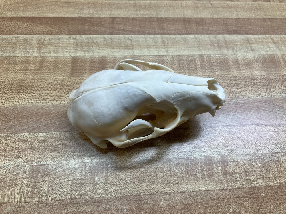"WEEKLY" SPECIAL Real Bone Raccoon Skull