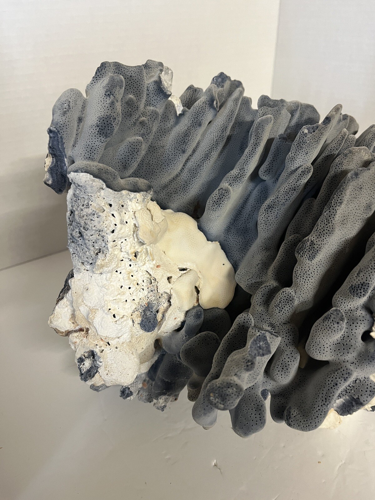 Natural Real Blue Ridge Coral Huge Specimen Shell 12x12x10 Nautical Home Decor