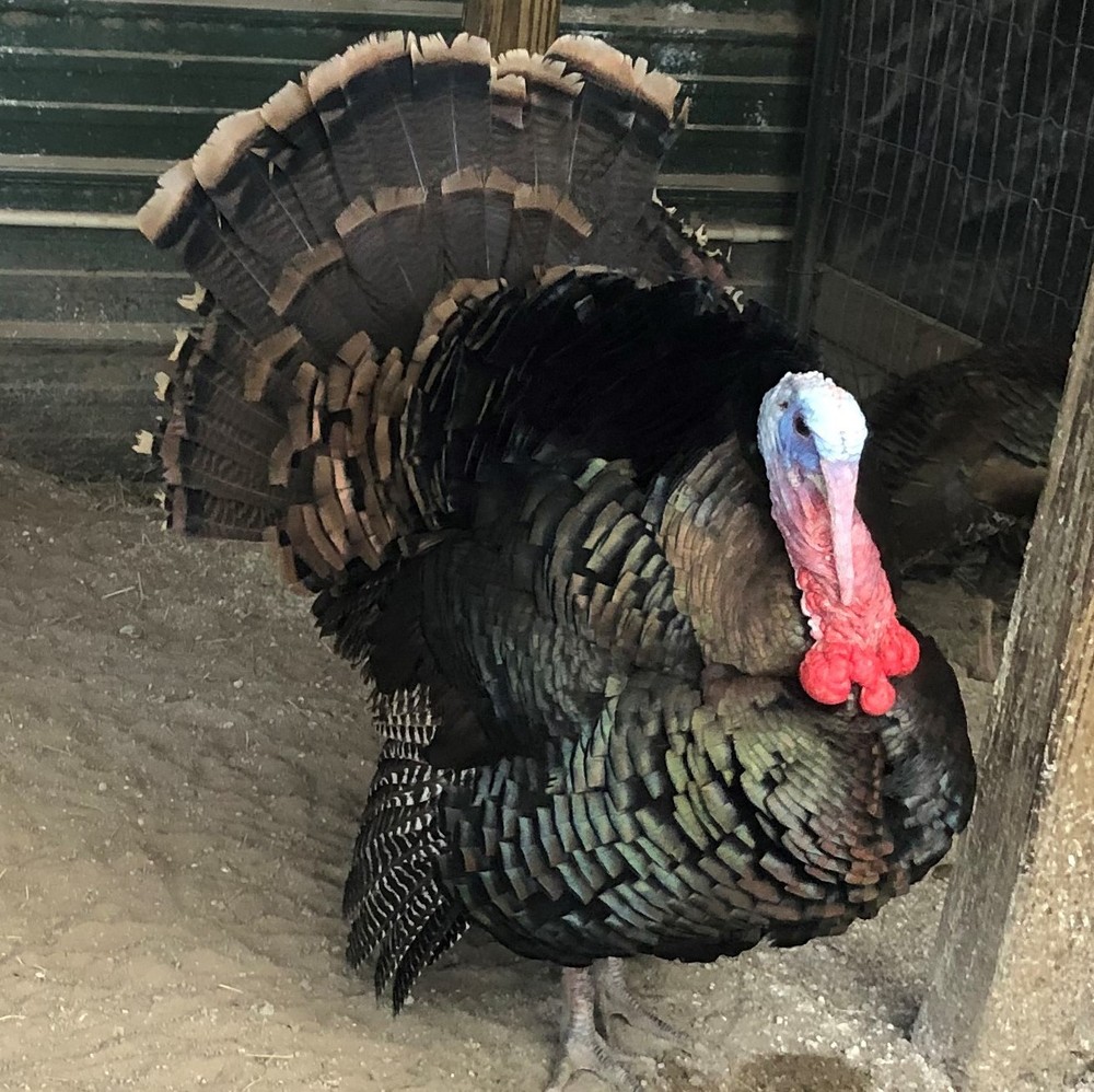 Osceola Turkey Hatching Eggs (One Dozen)