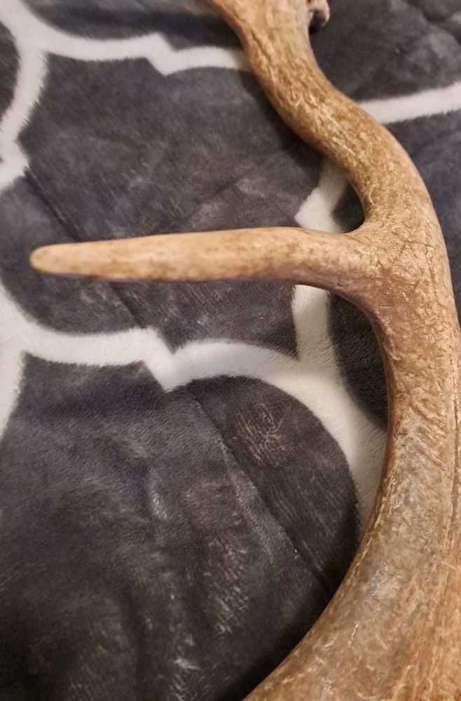 One Fallow Deer Antler. Appx 19 Inch Long.