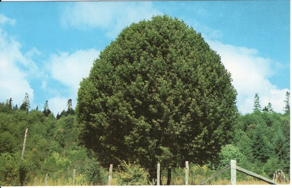 OREGON MYRTLE TREES - PC1386