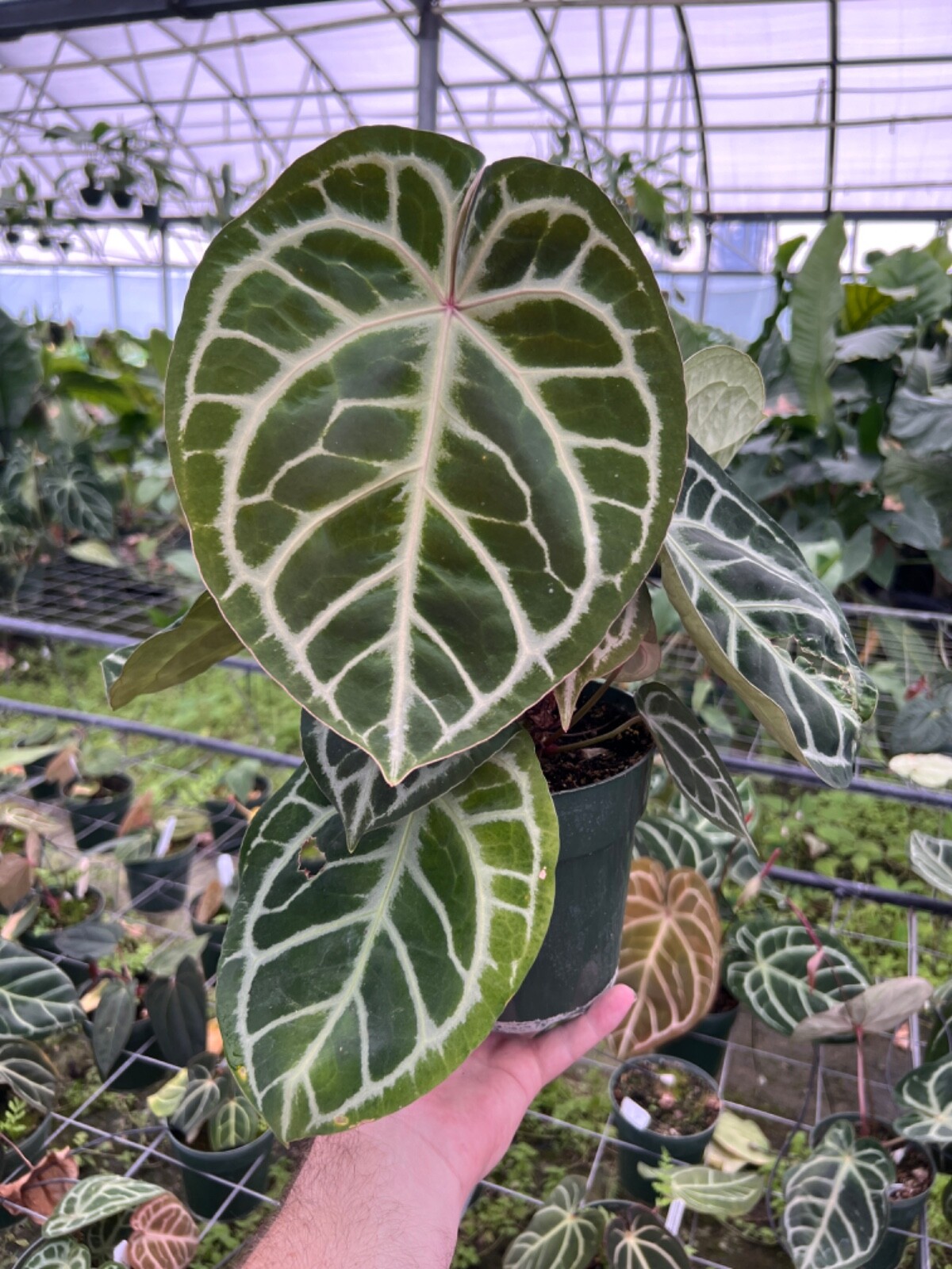 Premium "Fluffy" Tree Fern Fiber (New Zealand) - Debris Free