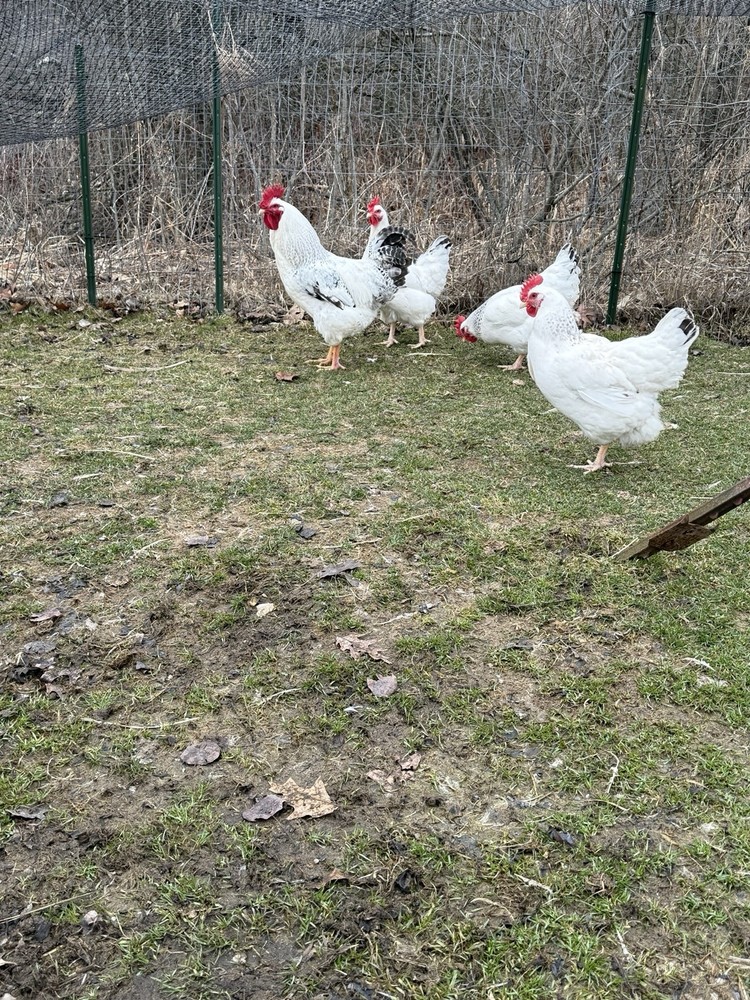 6 + Delaware Broiler Hatching Eggs