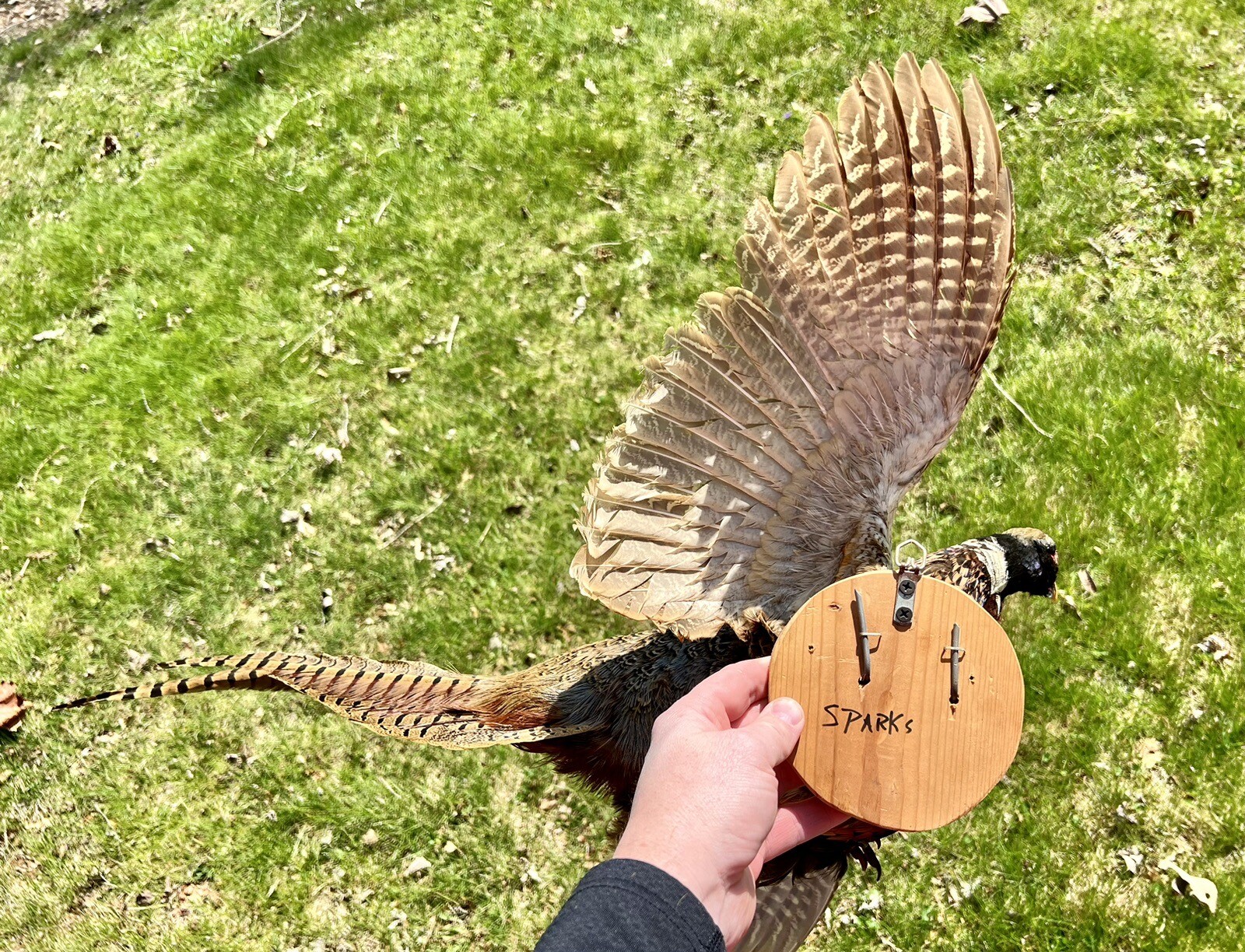 Vintage PAIR Real Ringneck Flying Pheasants Wall Mounts Taxidermy LOCAL PICKUP
