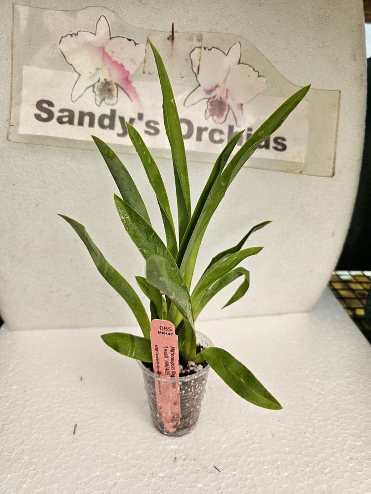 Milt Bert Fields 'Leash' Live Orchid Plant 2B35