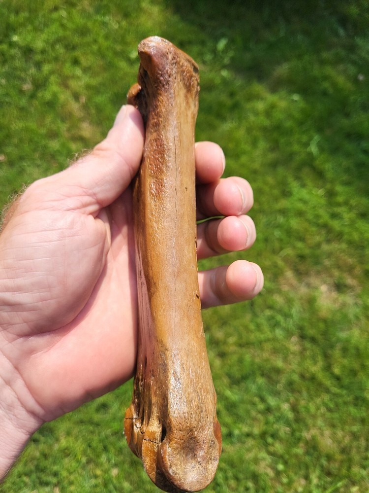 Bison metacarpal Historic bison foot bone