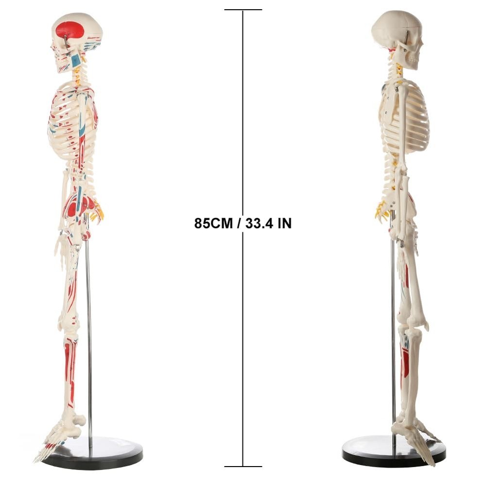Articulated 33" Human Skeleton Model - Scientific Study, Numbered Muscle Points