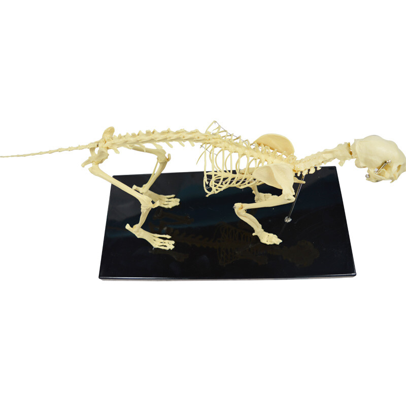 Feline Skeleton Anatomical Model Education Model Study Train Standard Size PVC