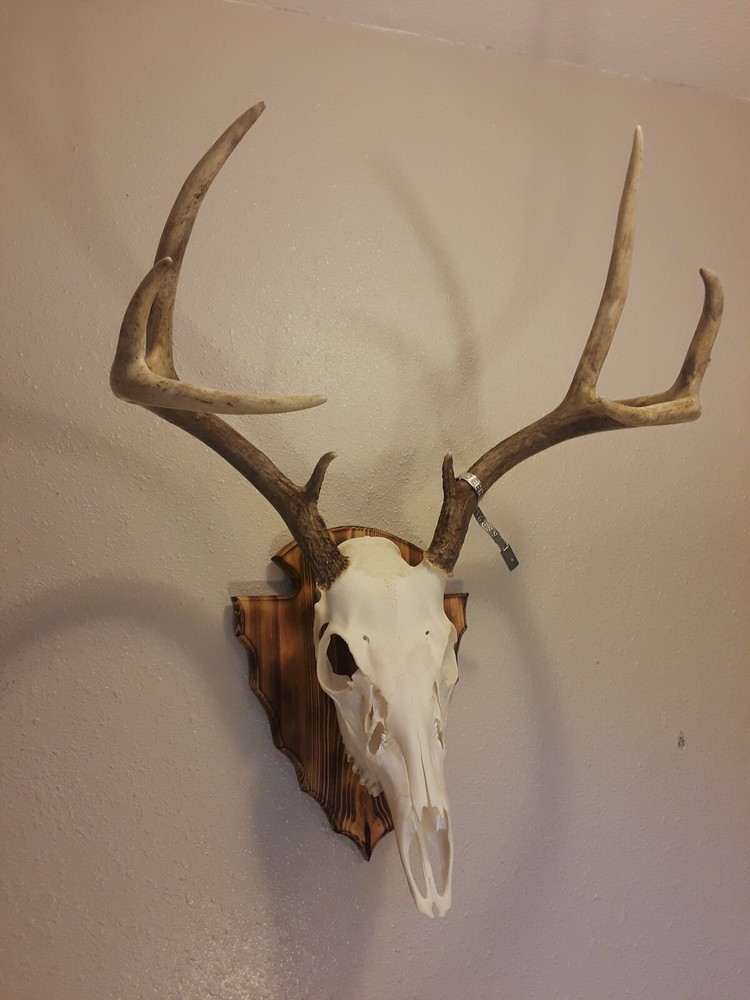 European Deer Skull Mount Plaque And Hanger