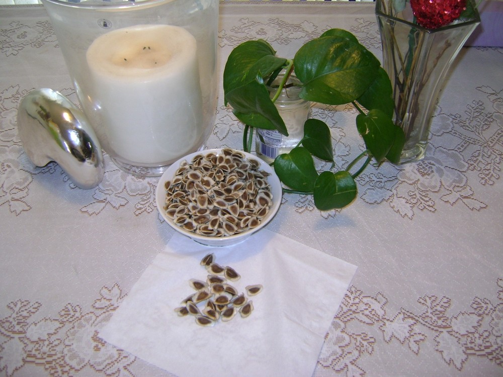 Moringa Tree Seeds 100 pc