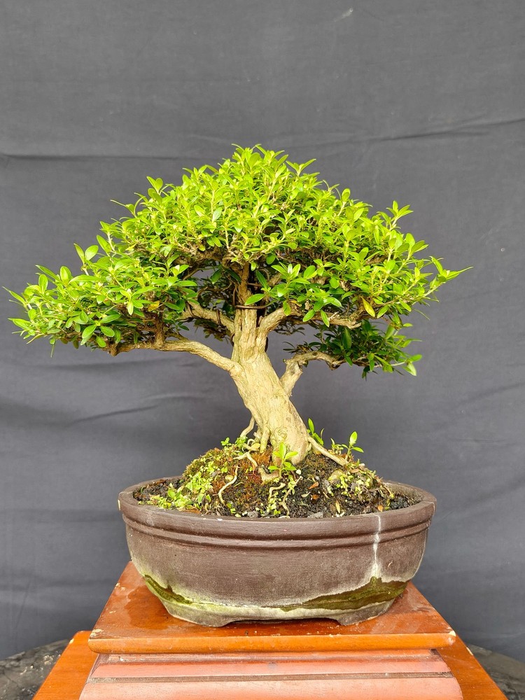 REAL PICTURE BONSAI serissa micro