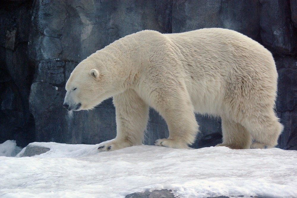 Polar Bear Taxidermy Reference Photo Cd