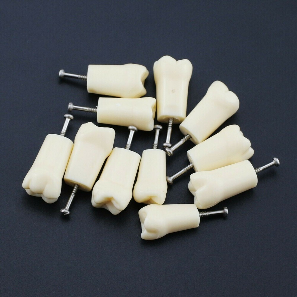 Dental Typodont Model Replacement 32 Screw-in Teeth Practice Study Tooth Model