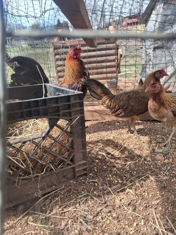 6 McLean Henny Pure Hatching Eggs
