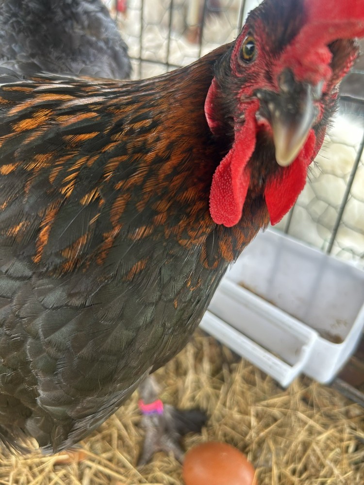 🐣🤍12++ QUALITY Black Copper Marans(BCM)hatching eggs NOT hatchery sourced🤍🐣